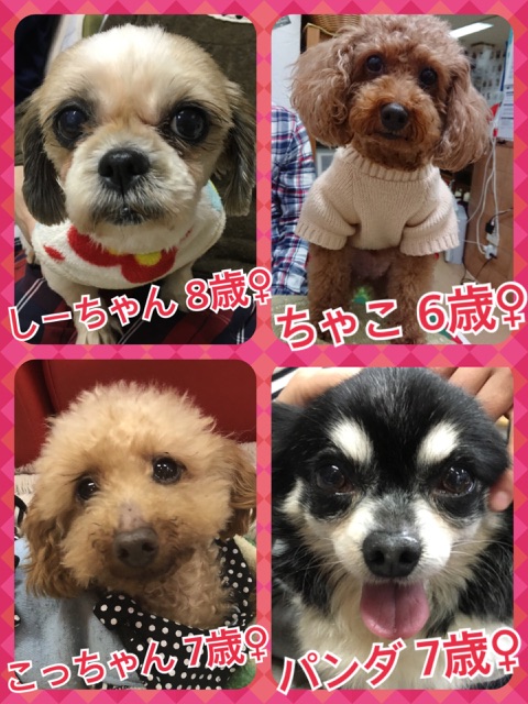今日の里親募集中の子たち💕